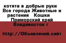 котята в добрые руки - Все города Животные и растения » Кошки   . Приморский край,Владивосток г.